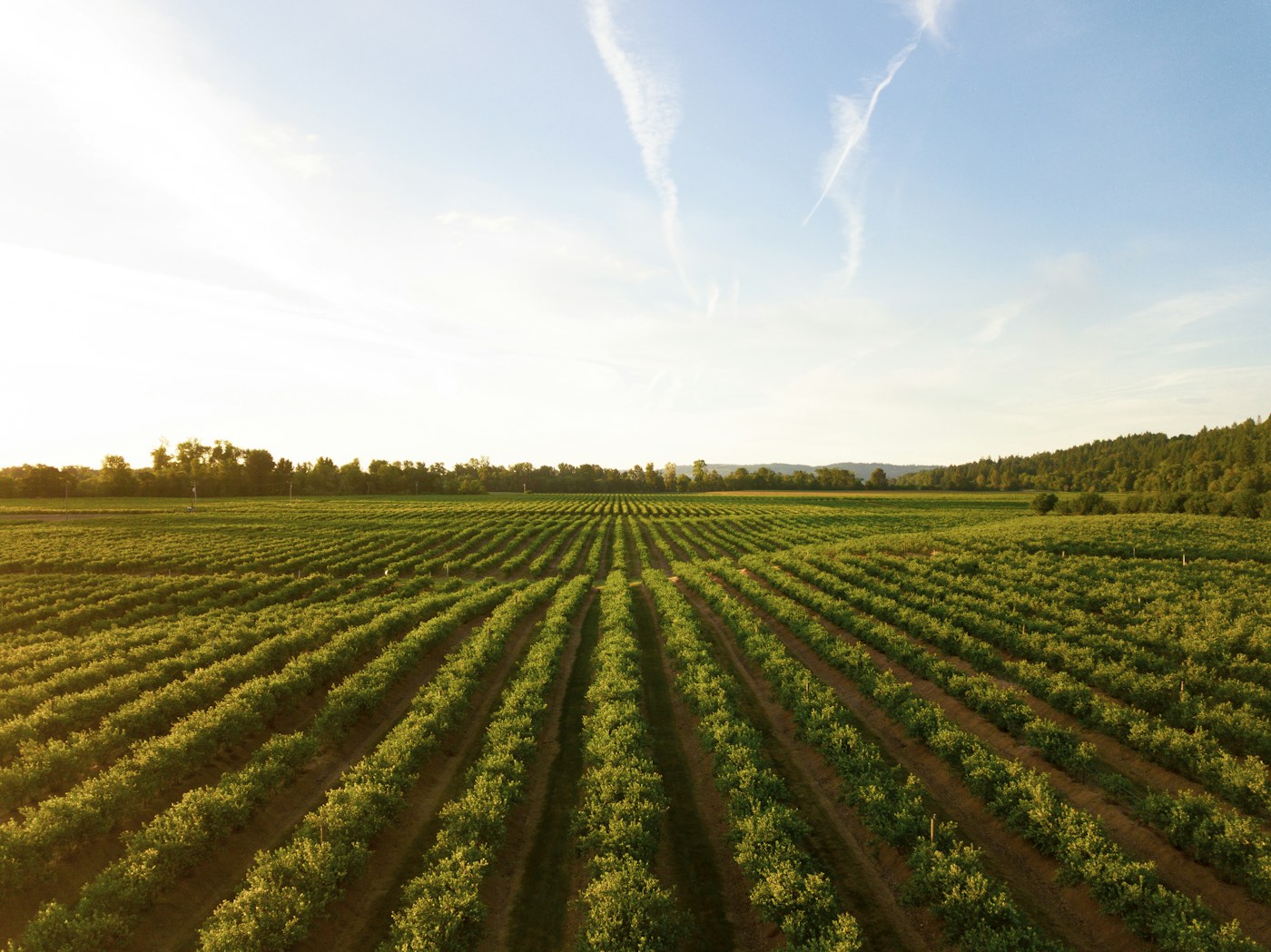 Green farmland representing the enduring agricultural vision of Cosy Creek Farms
